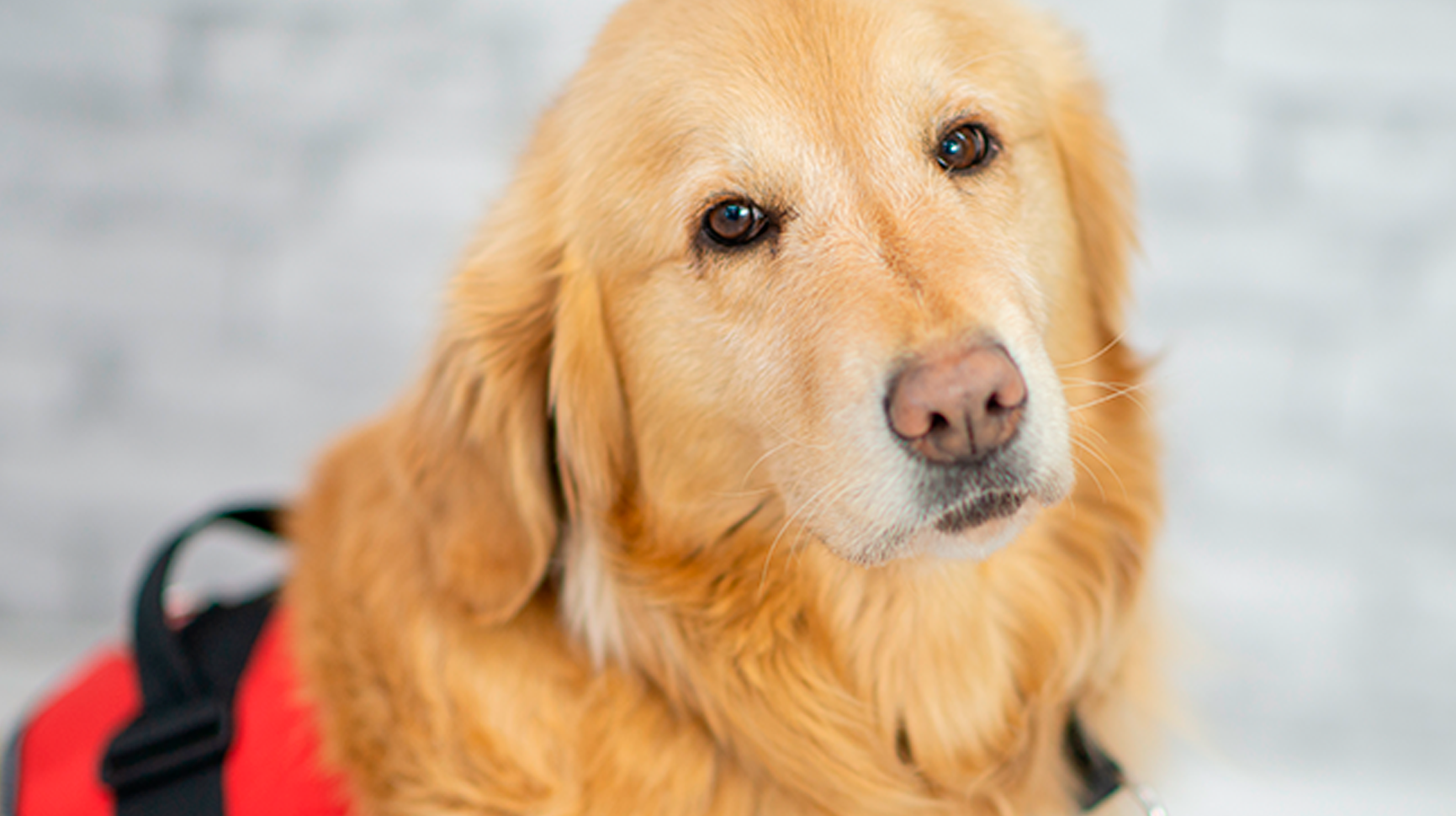 can guide dogs go on planes