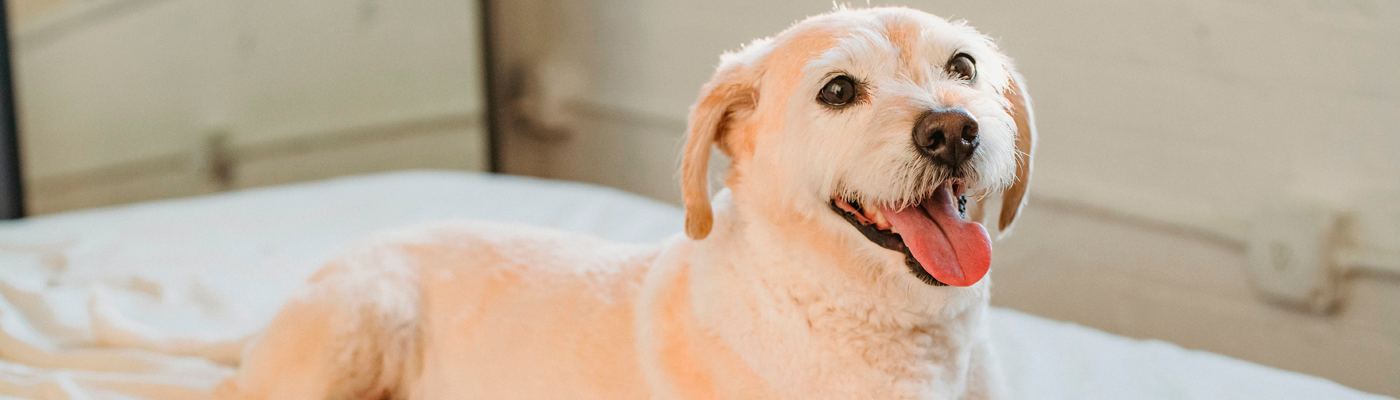 Volaris pet travel sales